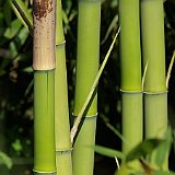 Phyllostachys viridis Houzeau neu-austrieb 7-2012.JPG